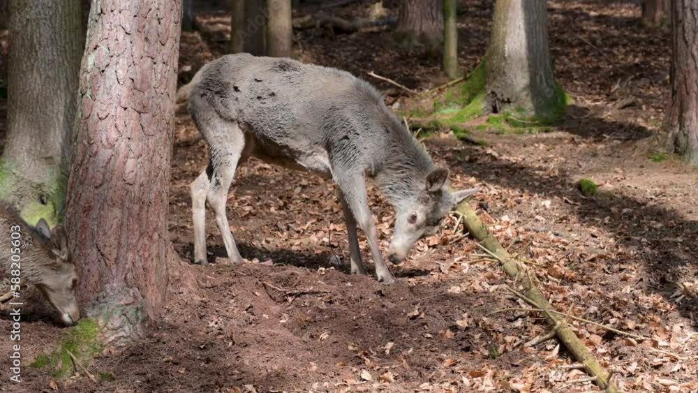 Female deer is looking at the surroundings, looking for food on the ground, forest in the background, Safari Park Brudergrund, Erbach Female deer is looking at the surroundings, looking for food on the ground, forest in the background, Safari Park Brudergrund, Erbach