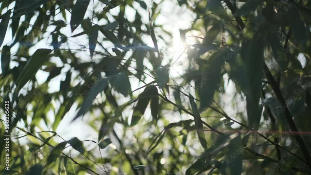 Sun flares though dense bamboo Sun flares though dense bamboo