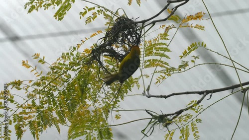 Bird Making A Nest In Spring. photo