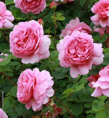 Rosa 'Princess Alexandra of Kent' (Ausmerchant). An English shrub rose bred by David Austin.