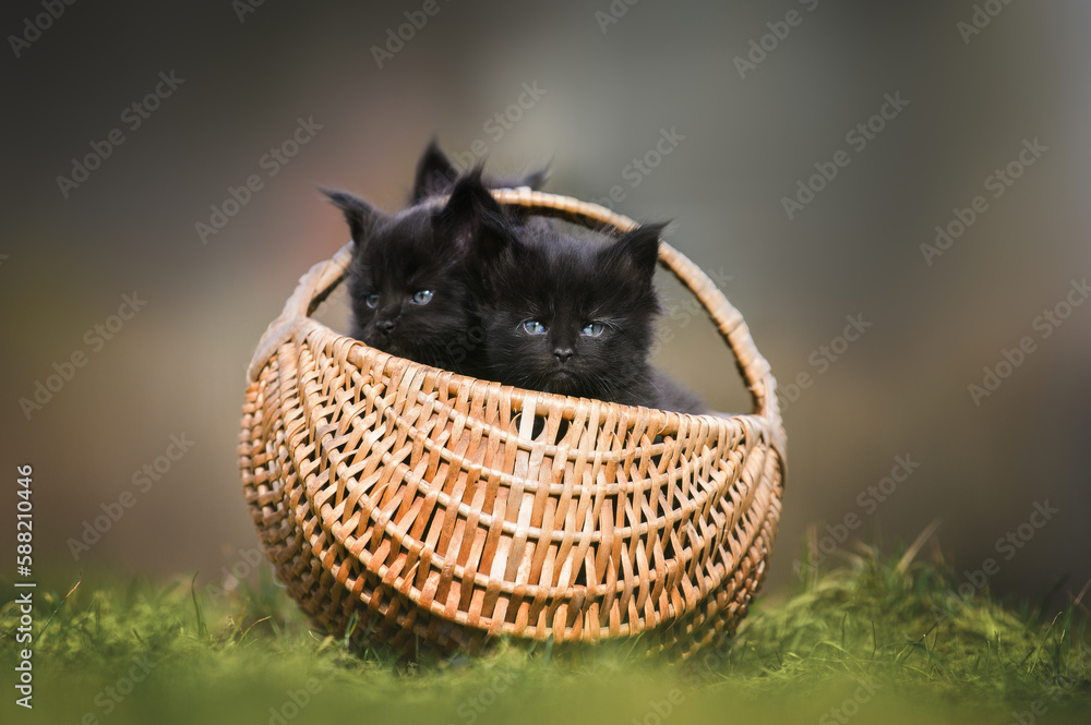 Obraz premium black maine coon kittens posing in a basket outdoors