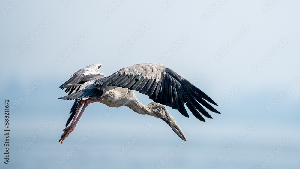 Fototapeta premium The Asian openbill or Asian openbill stork (Anastomus oscitans)