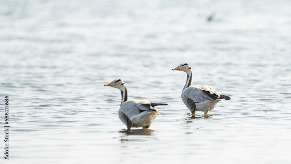 The bar-headed goose (Anser indicus) The bar-headed goose (Anser indicus)