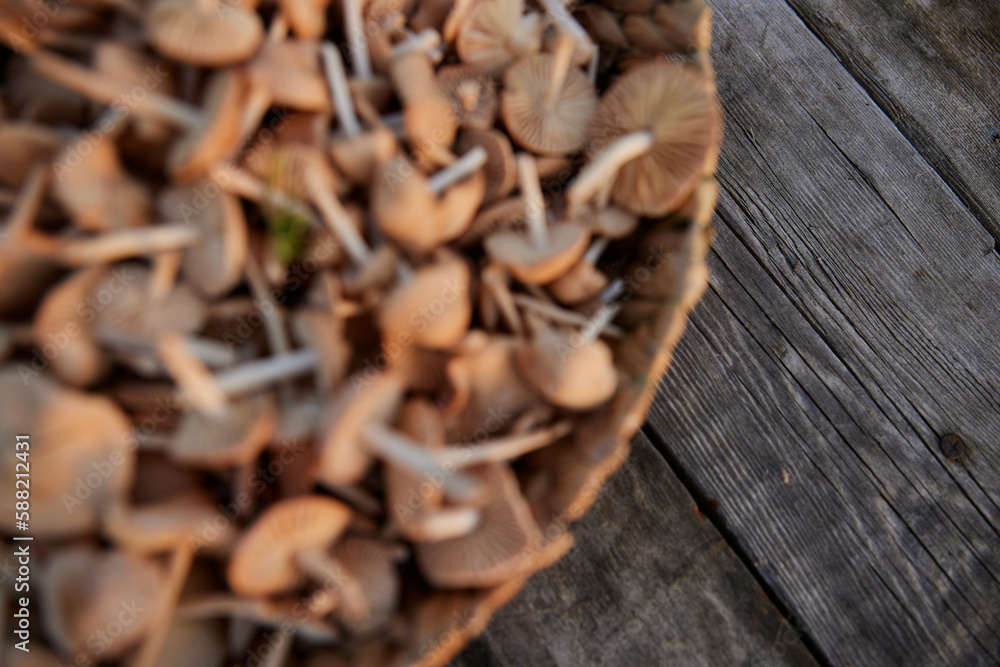 blurred, close up photo out of focus of edible mushrooms in a wicker basket blurred, close up photo out of focus of edible mushrooms in a wicker basket