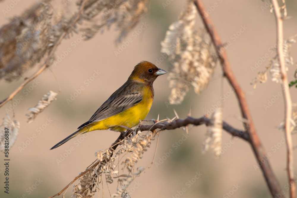 Naklejka premium Red-headed bunting or Emberiza bruniceps observed near Nalsarovar in Gujarat