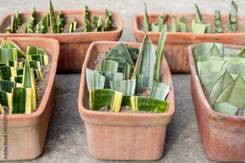 Sansevieria succulent plants propagation closeup. selective focus