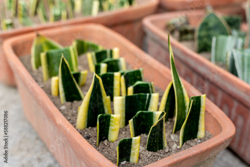 Sansevieria tirfasciata plants propagation by a leaf cuttings in pots. Selective focus