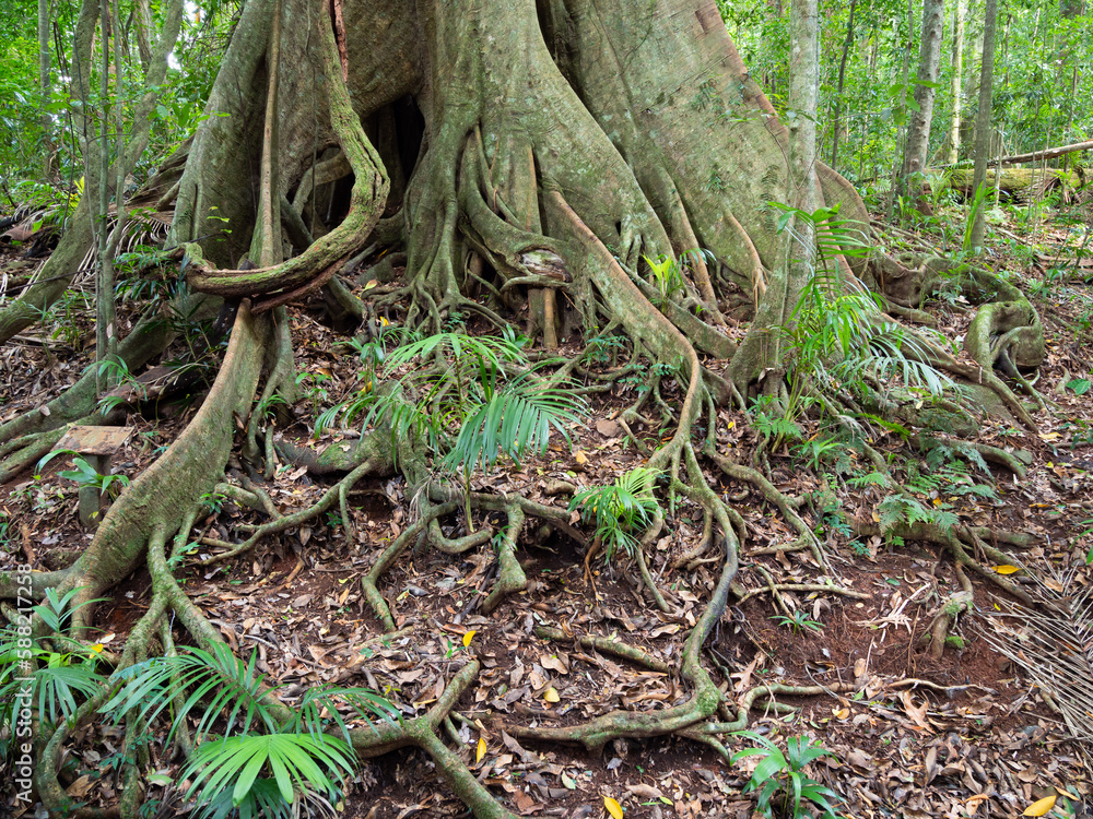 Rainforest Tree with Buttress Roots Rainforest Tree with Buttress Roots