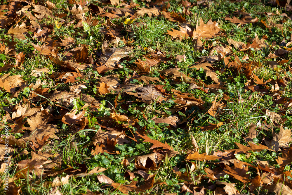 Fallen to the ground dry maple foliage in the autumn season Fallen to the ground dry maple foliage in the autumn season