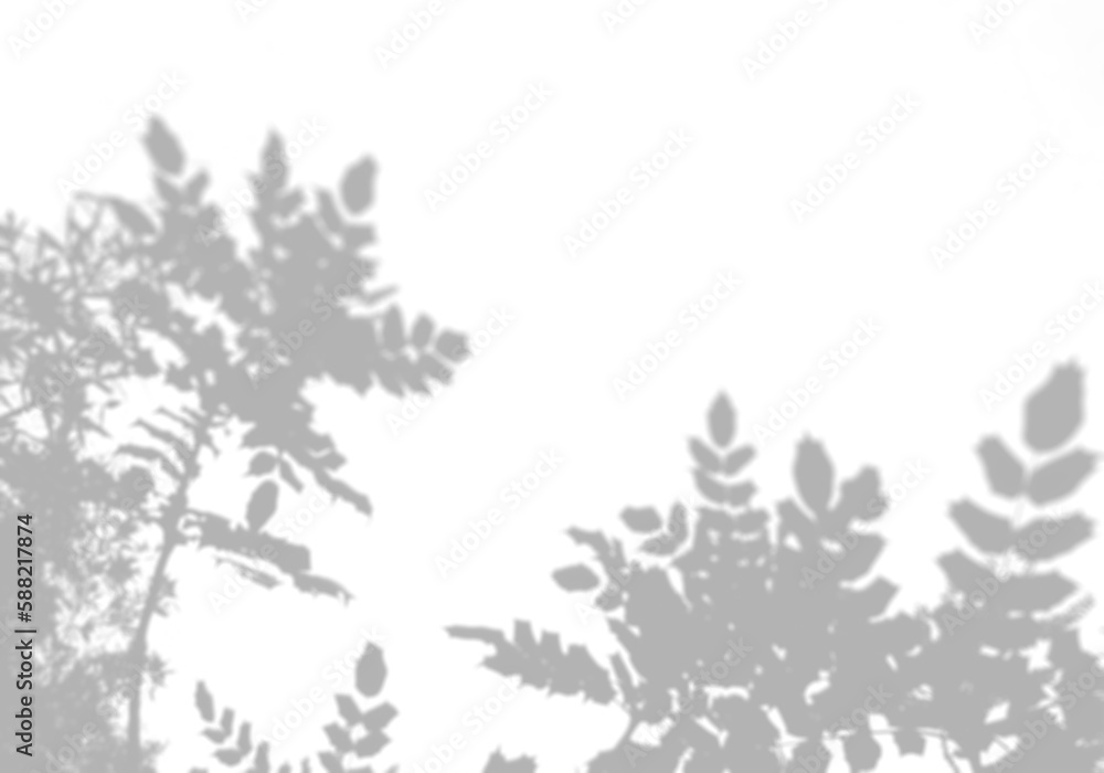 The Shadow Of The Leaves Of A Tree On A White Wall A Tropical Tree the-shadow-of-the-leaves-of-a-tree-on-a-white-wall-a-tropical-tree