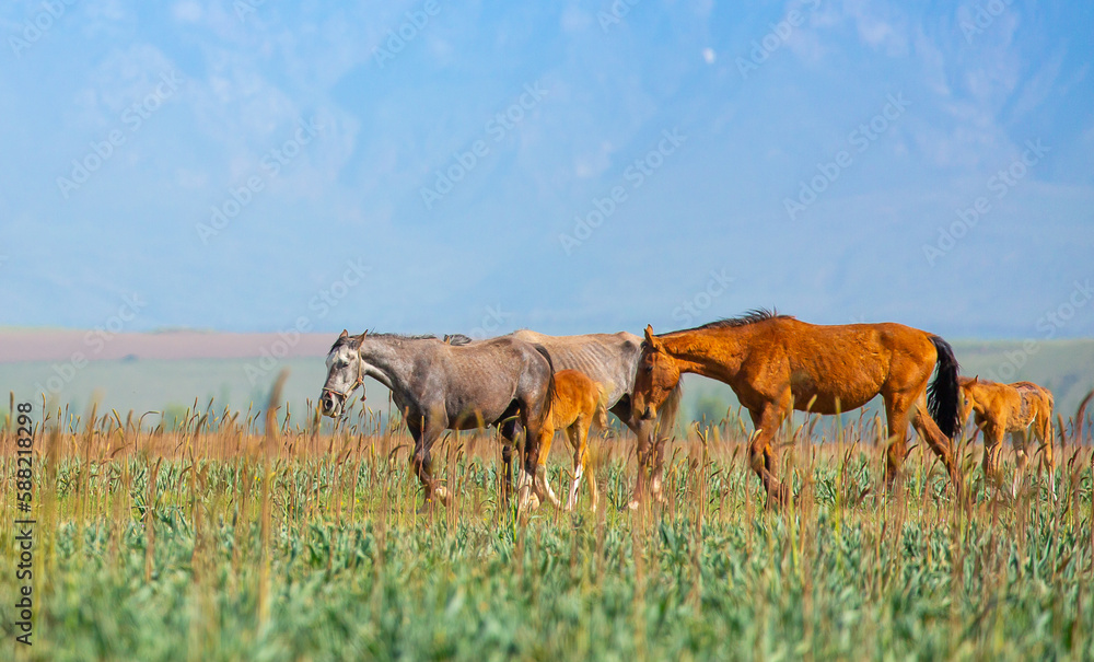 Horse and newborn foal on the background of mountains, a herd of horses graze in a meadow in summer and spring, the concept of cattle breeding, with place for text. Horse and newborn foal on the background of mountains, a herd of horses graze in a meadow in summer and spring, the concept of cattle breeding, with place for text.