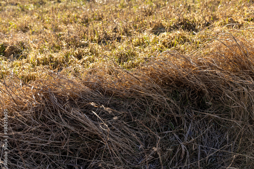 Naklejka premium dry grass covered with snow after winter snowfalls