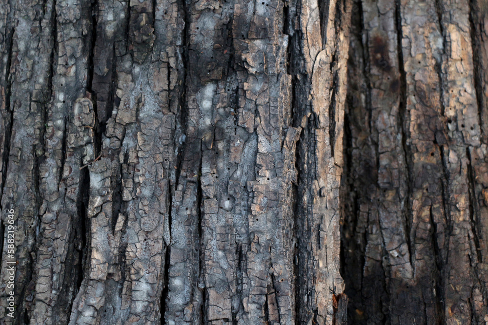 Fototapeta premium Tree bark. Place for your text