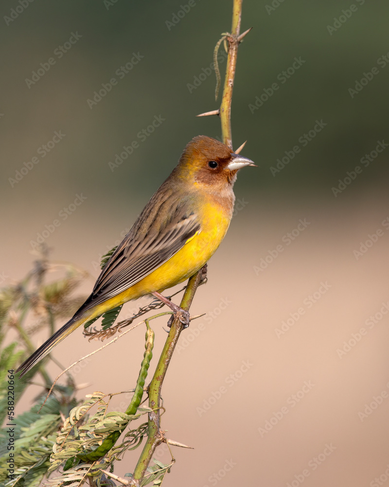 Red-headed bunting or Emberiza bruniceps observed near Nalsarovar in Gujarat Red-headed bunting or Emberiza bruniceps observed near Nalsarovar in Gujarat