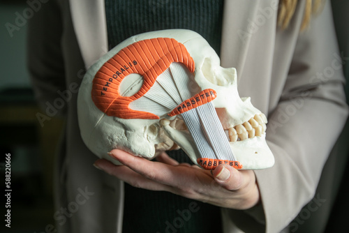 Cropped photo of woman doctor holding human skull model mannequin in hand with inscription temporalis masseter. Anatomy. photo