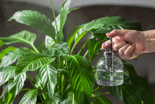 Old woman hand holds water spray bottle and spraying spathiphyllum houseplant. Take care and moisturizes geen leaves.