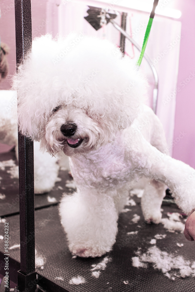 A happy cute dog of the Bichon Frise breed, who is being cared A happy cute dog of the Bichon Frise breed, who is being cared