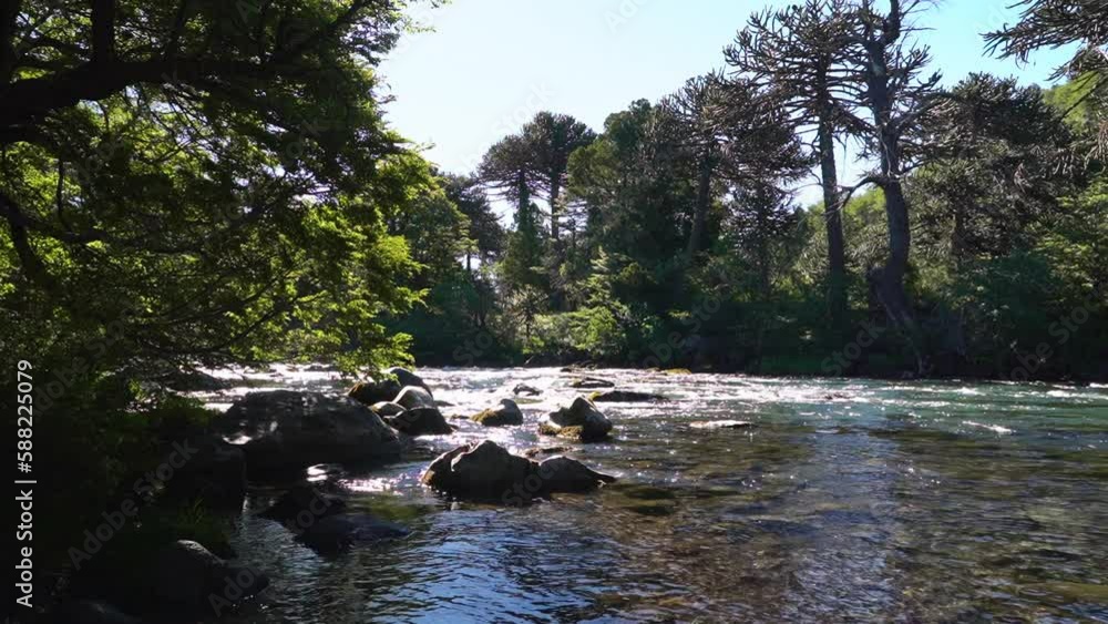 view of a lively river with rapids flowing through an Araucaria tree forest at the Lanin volcano in the border region between Argentina and Chile. view of a lively river with rapids flowing through an Araucaria tree forest at the Lanin volcano in the border region between Argentina and Chile.