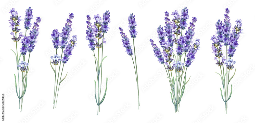Purple watercolor lavender. Set of differents flower lavandula on white background. Elegant floral illustration