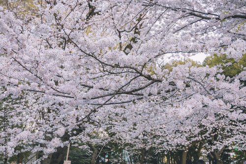 Wallpaper Mural Cherry blossom in Japan Torontodigital.ca
