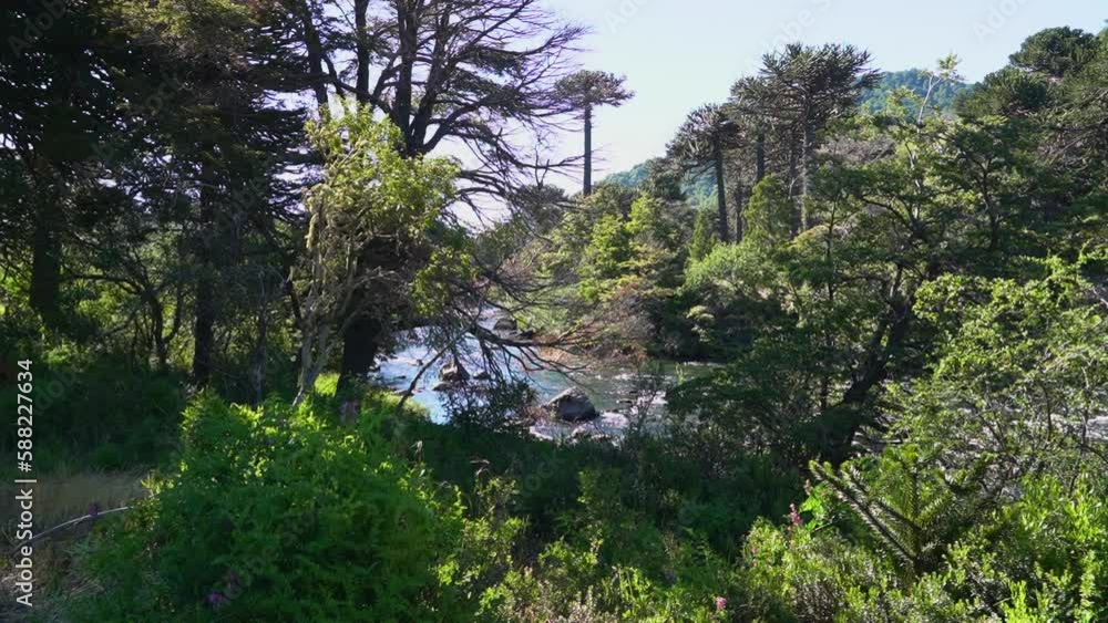 view of a lively river with rapids flowing through an Araucaria tree forest at the Lanin volcano in the border region between Argentina and Chile.