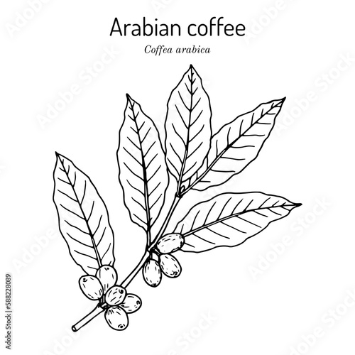 Coffee tree branch (coffea arabica)