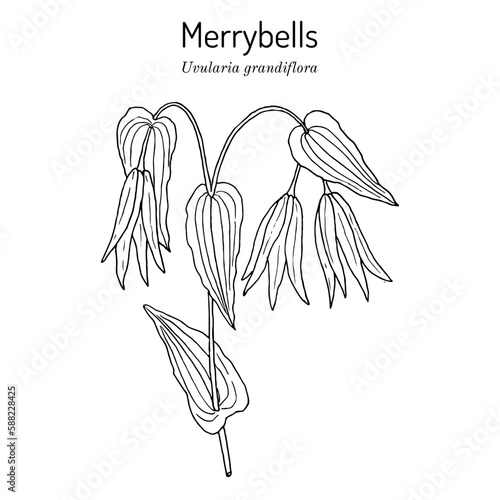Large-flowered bellwort or merrybells (Uvularia grandiflora), medicinal and ornamental plant photo