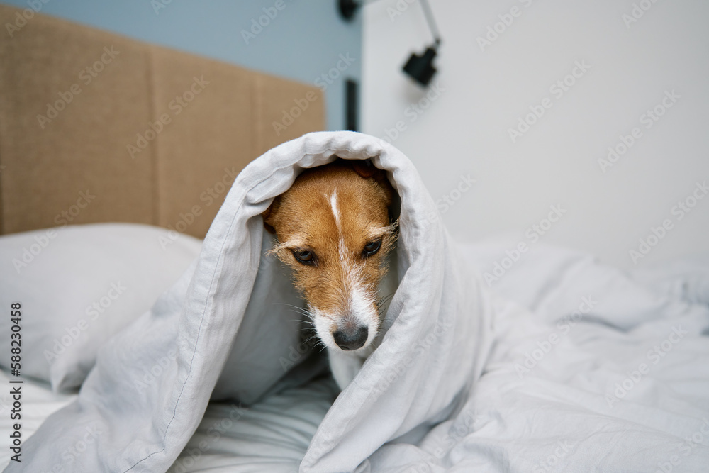 Cute dog in bedroom. Pet lies on the bed and peeks out from blanket Cute dog in bedroom. Pet lies on the bed and peeks out from blanket