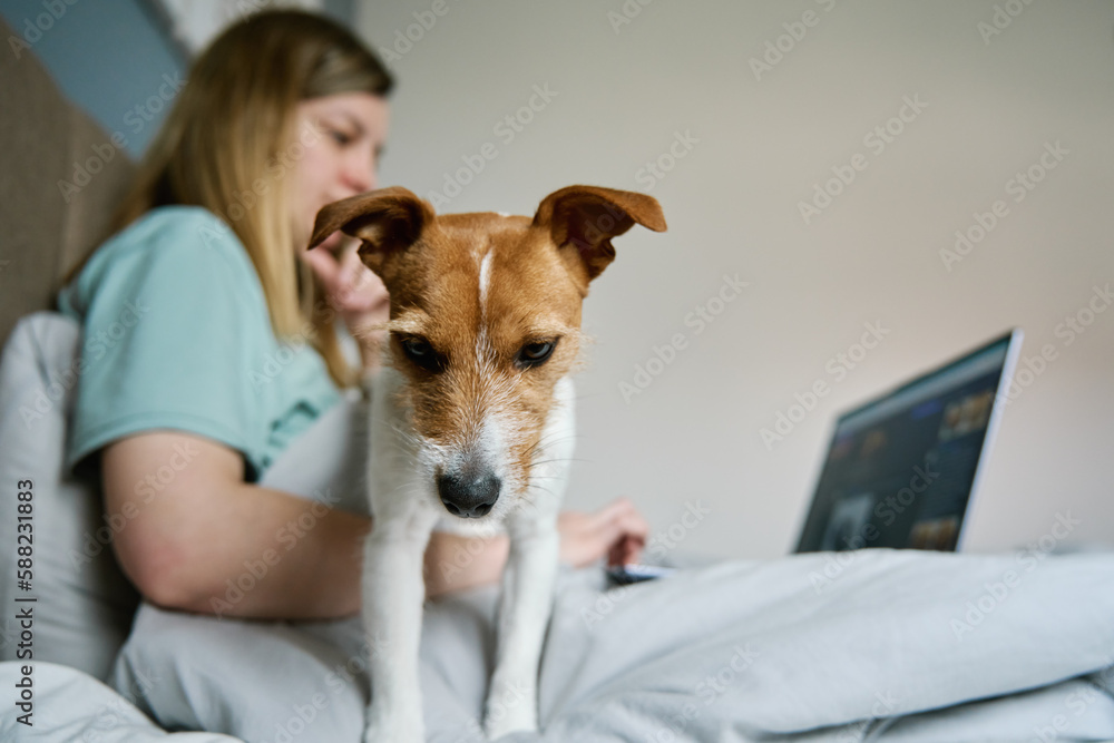 Woman with cute dog relaxing in bed at morning and use laptop. Comfortable work from home for freelancer. Spending time together, pet affection Woman with cute dog relaxing in bed at morning and use laptop. Comfortable work from home for freelancer. Spending time together, pet affection