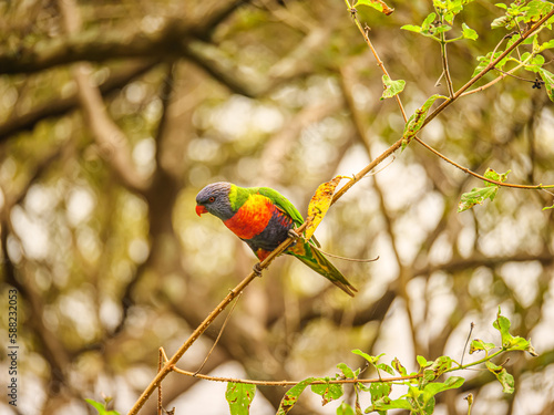 Lorikeet Pretty Beach