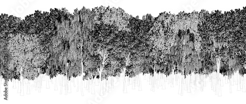 trees in the forest isolated on a transparent background  sketch  outline illustration  cg render