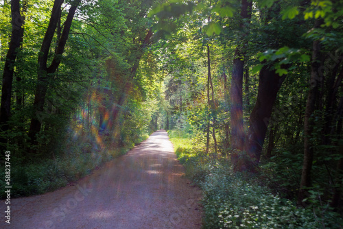 Fototapeta Naklejka Na Ścianę i Meble -  Forest path with colored lentil spots and sun rays in the morning in the forest
