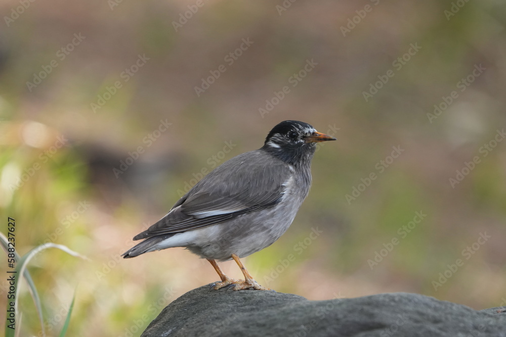 starling on a ground starling on a ground