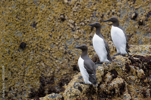 The common murre or common guillemot on the cliff in scotland. photo