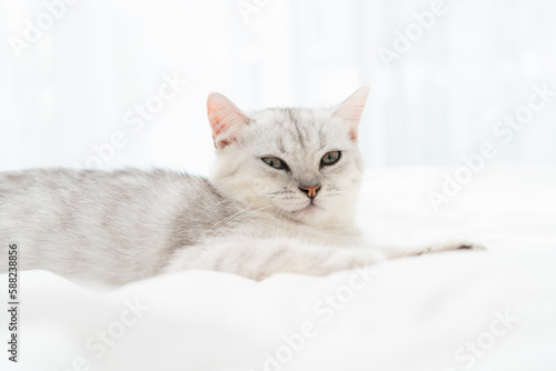 Small Scottish kitten lying down on white bed of relaxing and cozy wellbeing in home.
