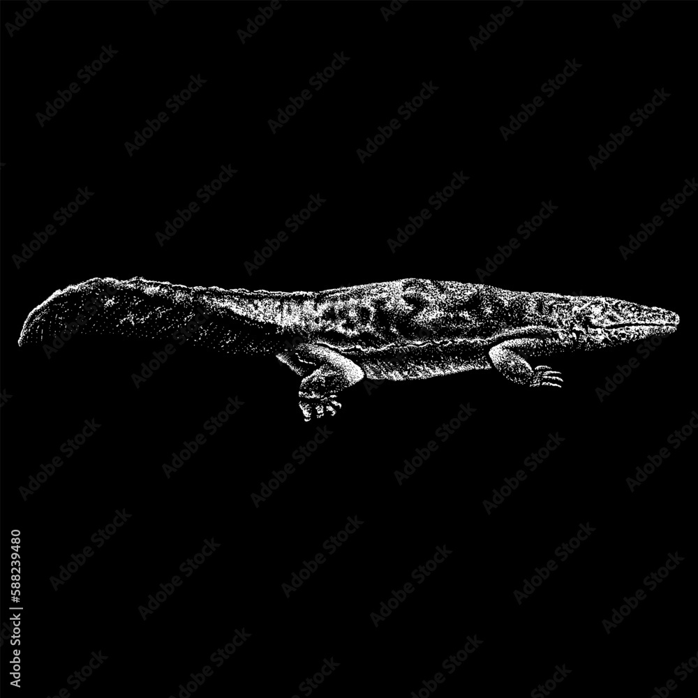 Giant Salamander hand drawing vector isolated on black background ...