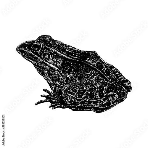 Leopard Frog hand drawing vector isolated on background.