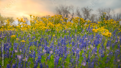 Texas Wildflowers © Nuwan