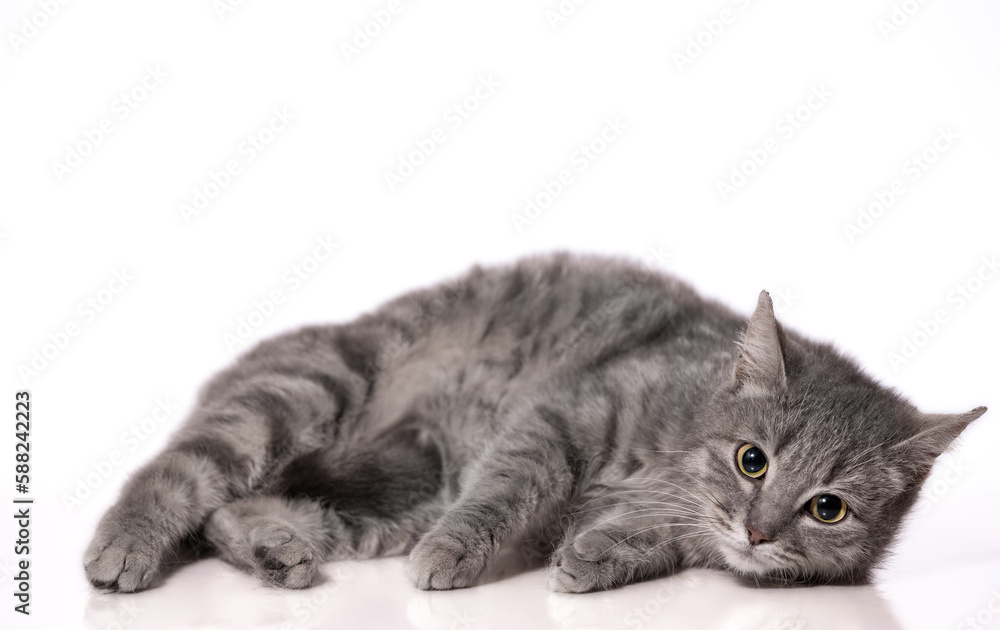 silver tabby cat is lying on the floor with a reflection on a white background silver tabby cat is lying on the floor with a reflection on a white background