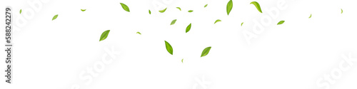 Mint Leaf Nature Vector White Panoramic
