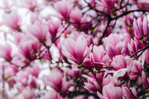 Blooming magnolia flowers. Natural spring background  selective focus