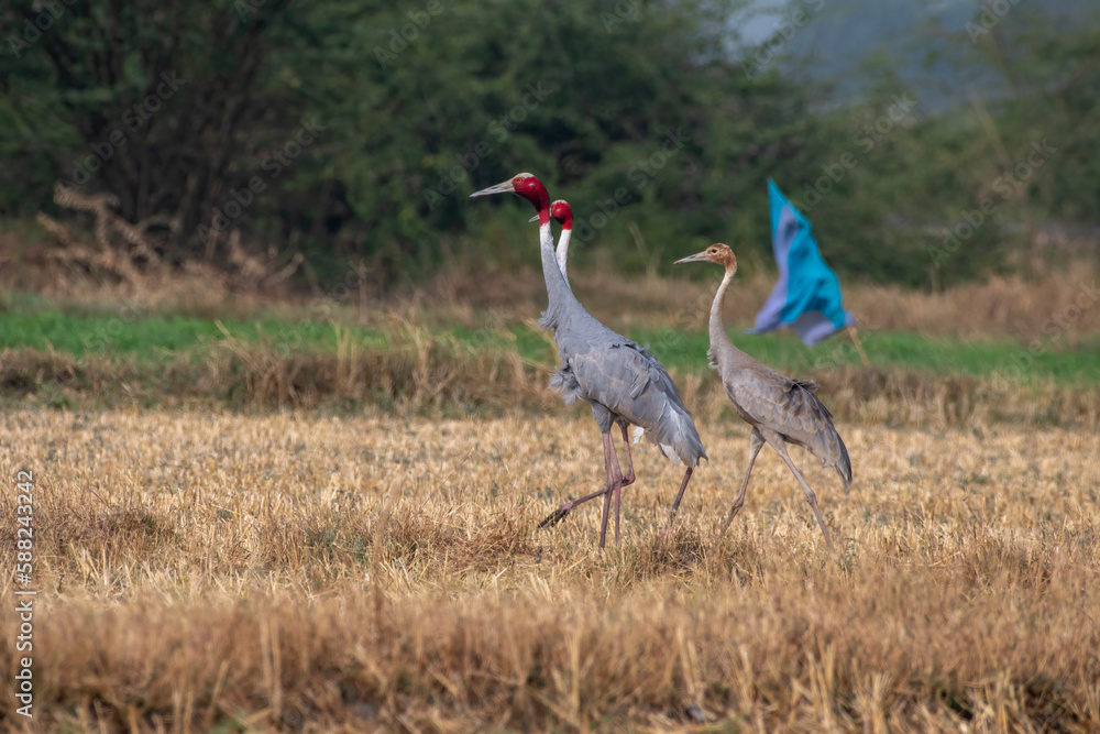 Sarus crane or Antigone antigone observed near Nalsarovar in Gujarat, India