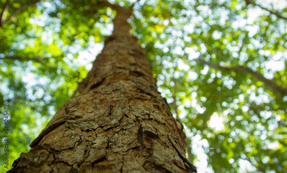 Bottom view, along the trunk, of the blurred fresh green foliage of a tree in the spring, with the branches blur on forest with beautiful bright sun rays. Bottom view, along the trunk, of the blurred fresh green foliage of a tree in the spring, with the branches blur on forest with beautiful bright sun rays.