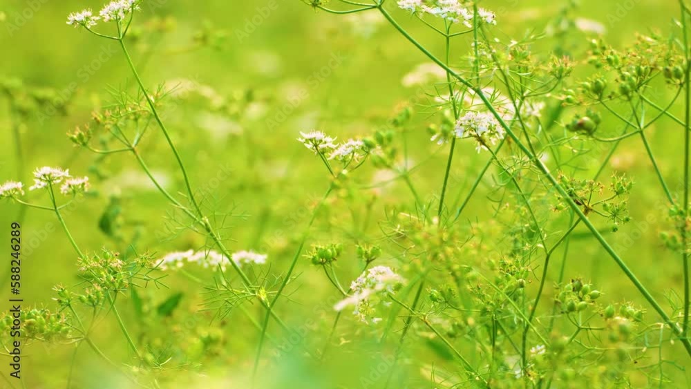 Close-up shot of cumin flower and the seeds ready to harvest in the fields while air shakes the planet brancehs Close-up shot of cumin flower and the seeds ready to harvest in the fields while air shakes the planet brancehs