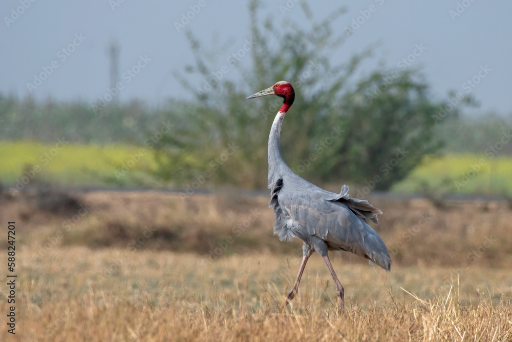 Obraz premium Sarus crane or Antigone antigone observed near Nalsarovar in Gujarat, India