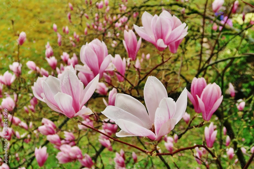 Magnolienblüten Magnolienblüten
