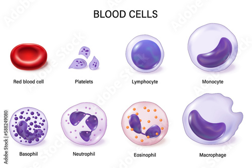 Blood cells. Red blood cells, white blood cells, and platelets. Erythrocyte. Thrombocyte. Leukocytes: Lymphocyte, Monocyte, Basophil, Neutrophil, Eosinophil and Macrophage. photo