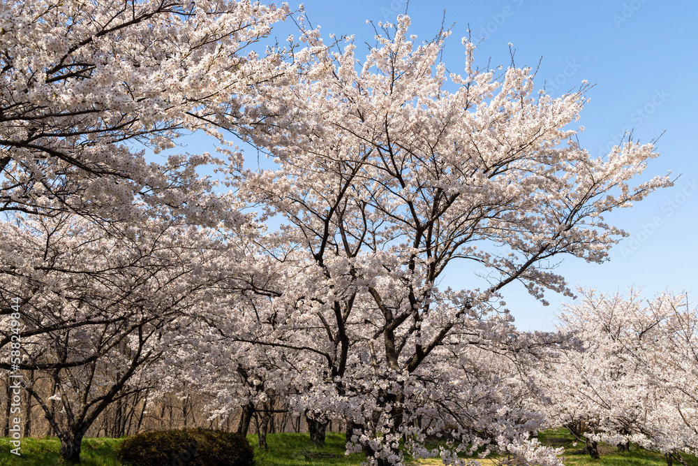 tree blossom tree blossom