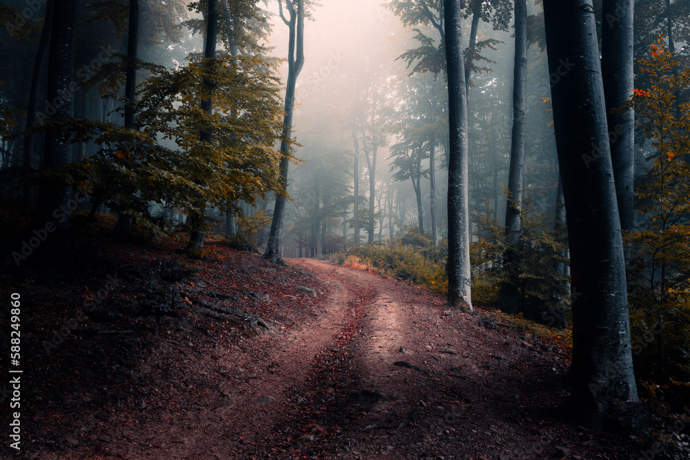 Obraz premium Spooky dark trail in foggy forest. Horror landscape with strange fog in the background