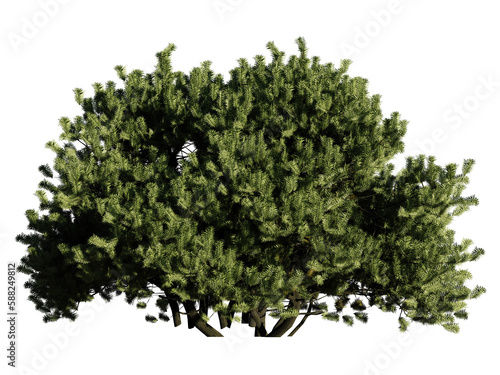 Fototapet conifer bush, beautiful plant isolated on transparent background